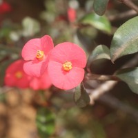 <i>Euphorbia geroldii</i>  Rauh